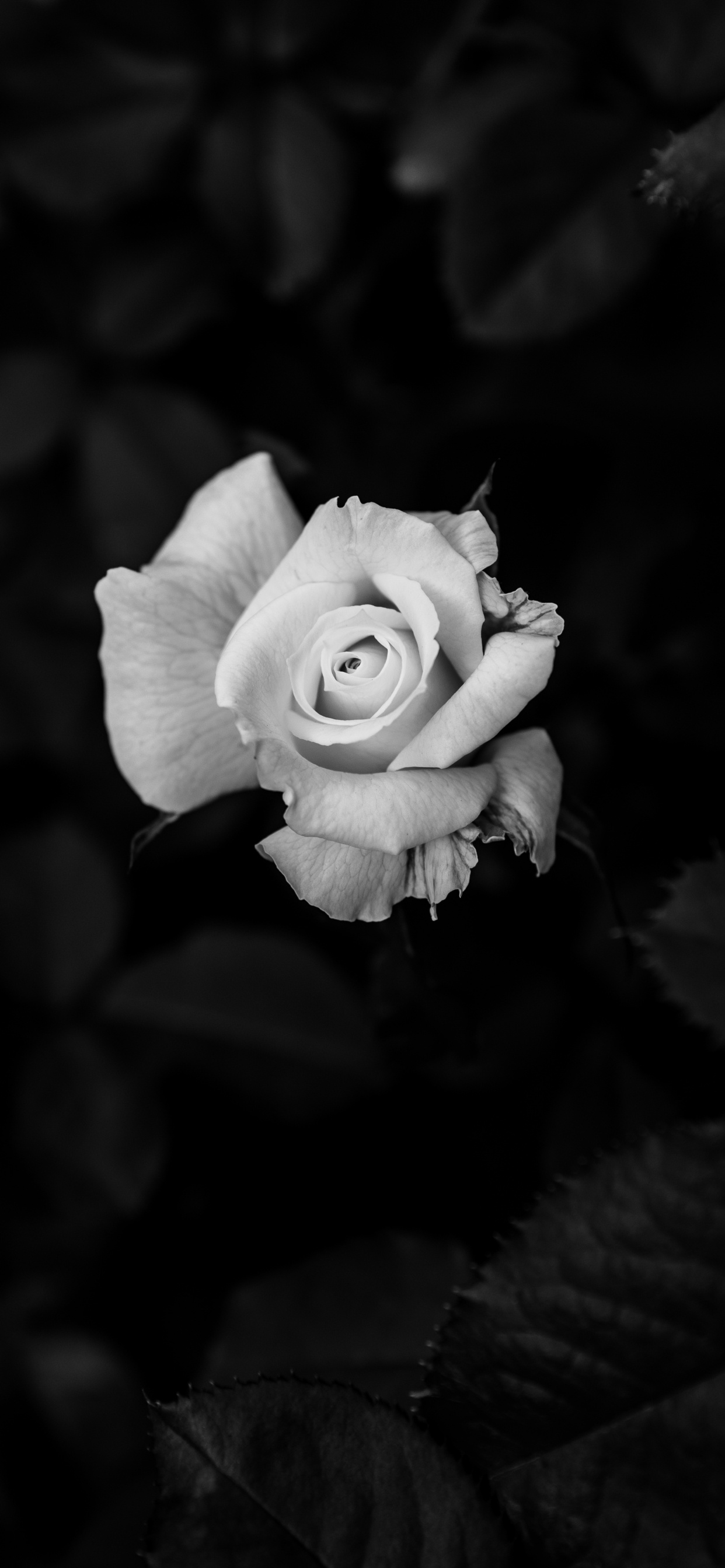 Grayscale Photo of Rose Flower. Wallpaper in 1242x2688 Resolution