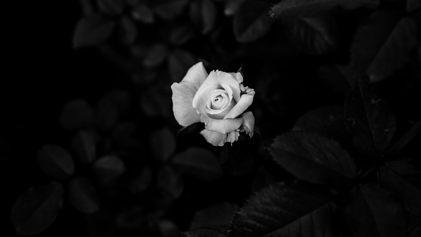 Grayscale Photo of Rose Flower. Wallpaper in 1366x768 Resolution