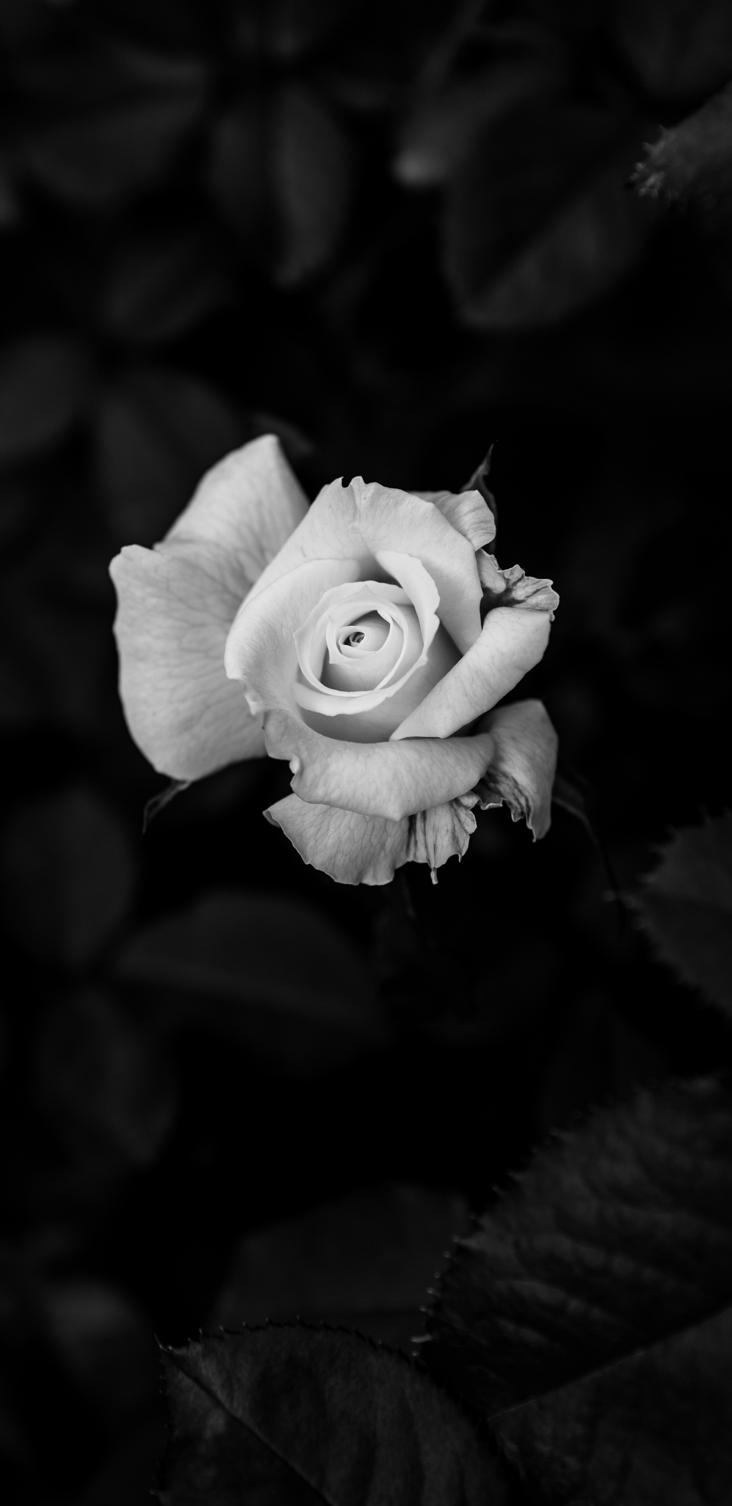 Grayscale Photo of Rose Flower. Wallpaper in 1440x2960 Resolution