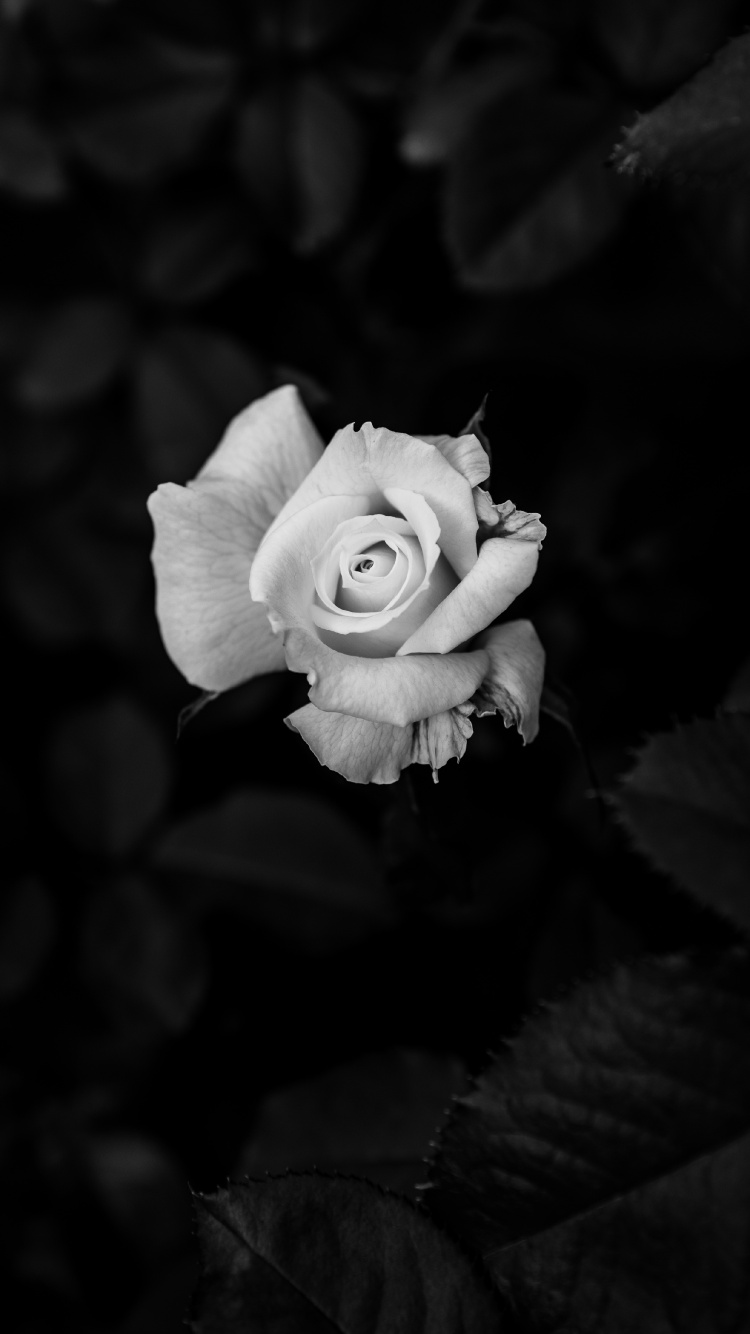 Grayscale Photo of Rose Flower. Wallpaper in 750x1334 Resolution