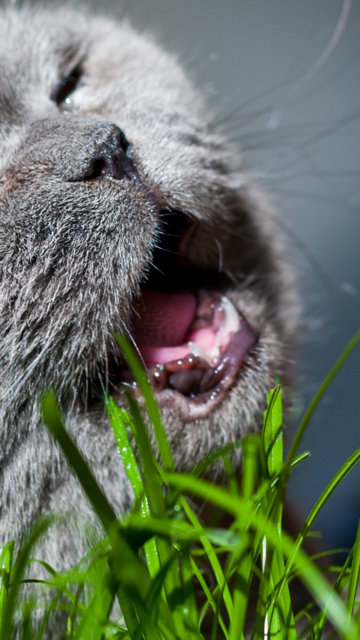 Chat Bleu Russe Allongé Sur L'herbe Verte. Wallpaper in 720x1280 Resolution