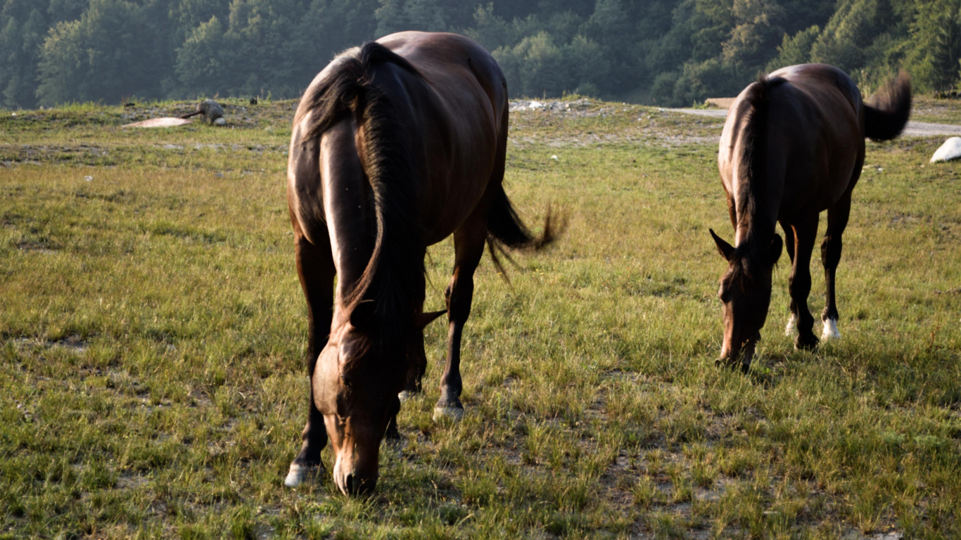 Brown Horse Eating Grass During Daytime. Wallpaper in 1366x768 Resolution