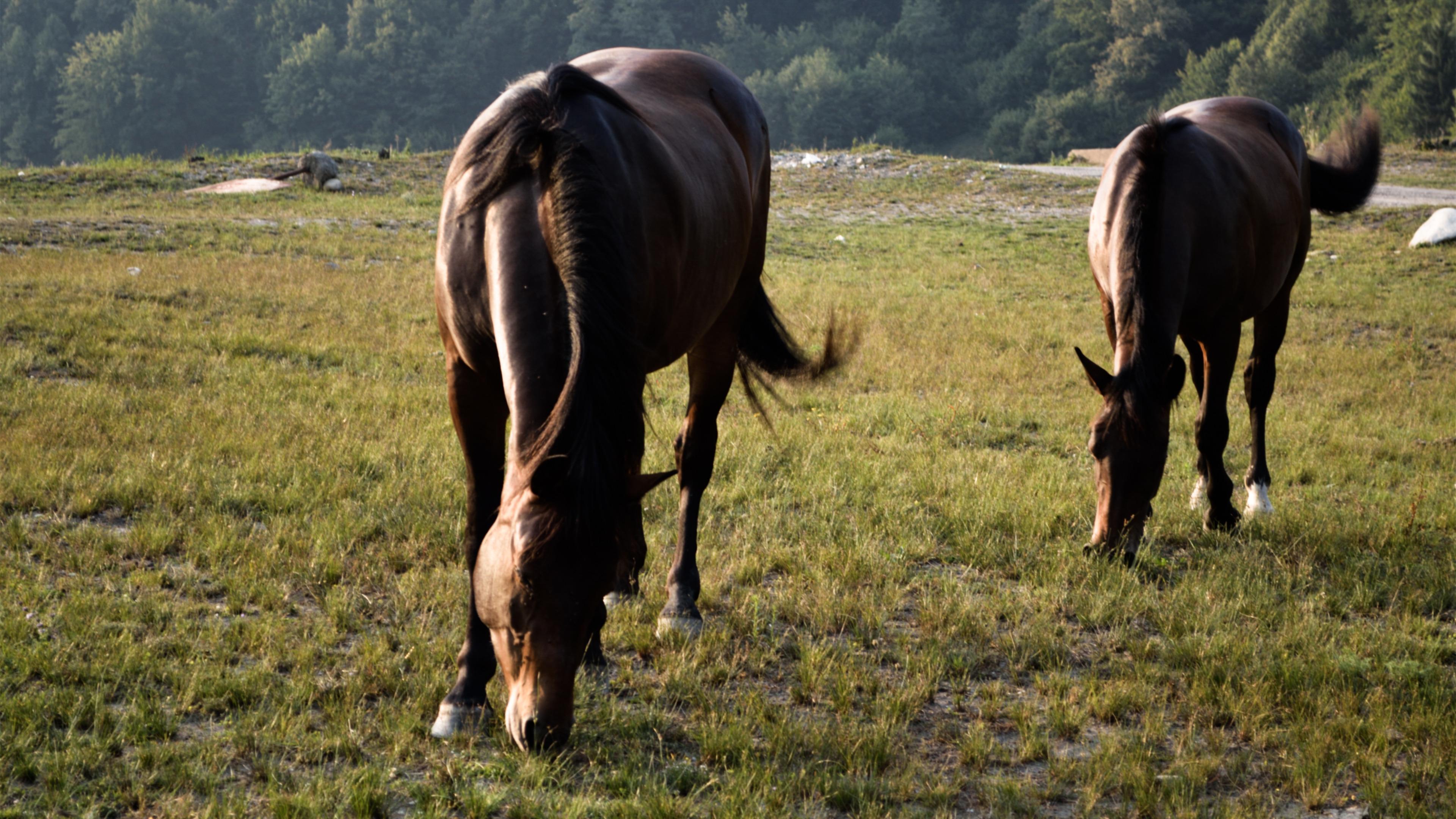 Brown Horse Eating Grass During Daytime. Wallpaper in 3840x2160 Resolution
