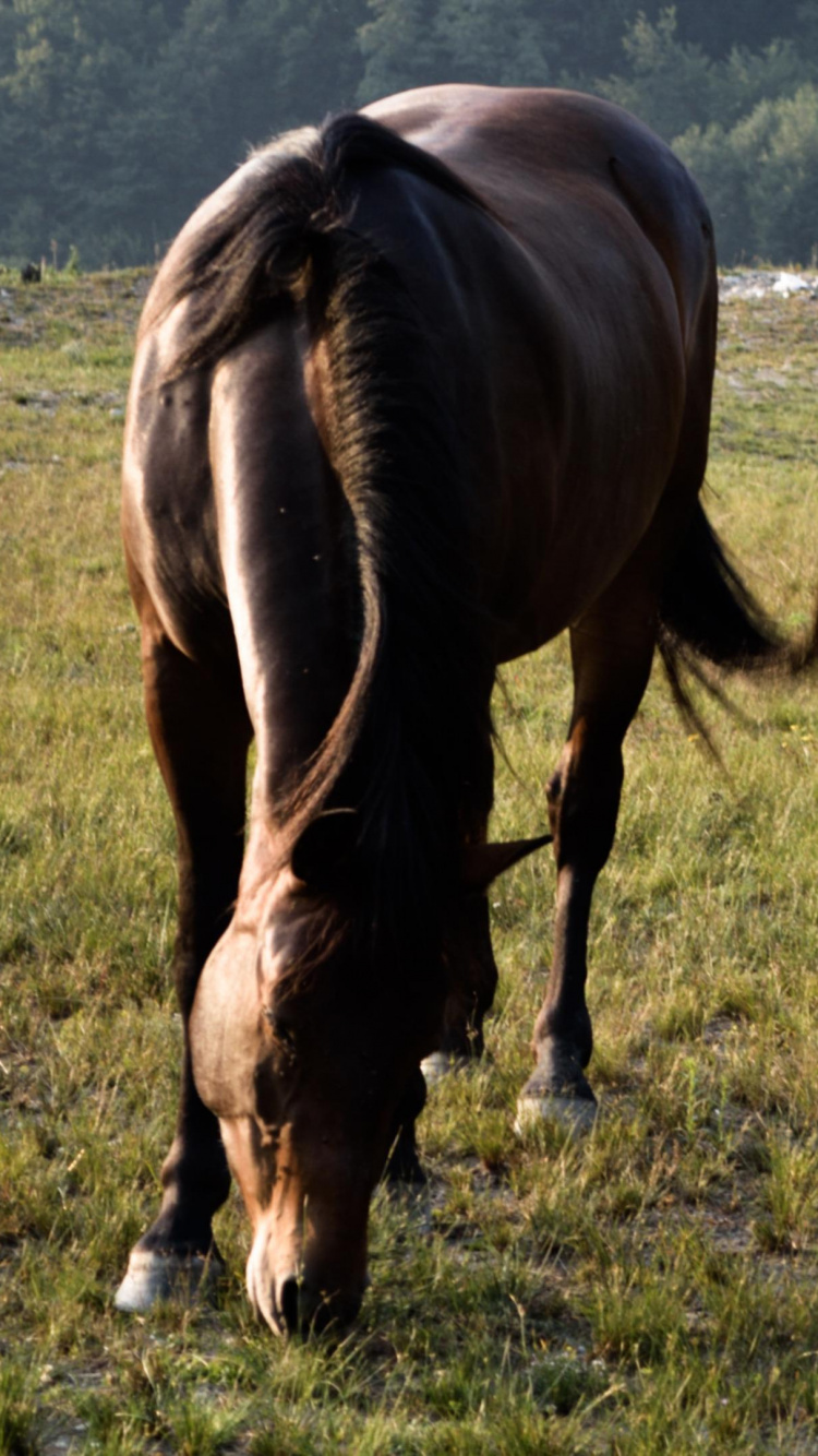 Caballo Marrón Comiendo Hierba Durante el Día. Wallpaper in 750x1334 Resolution
