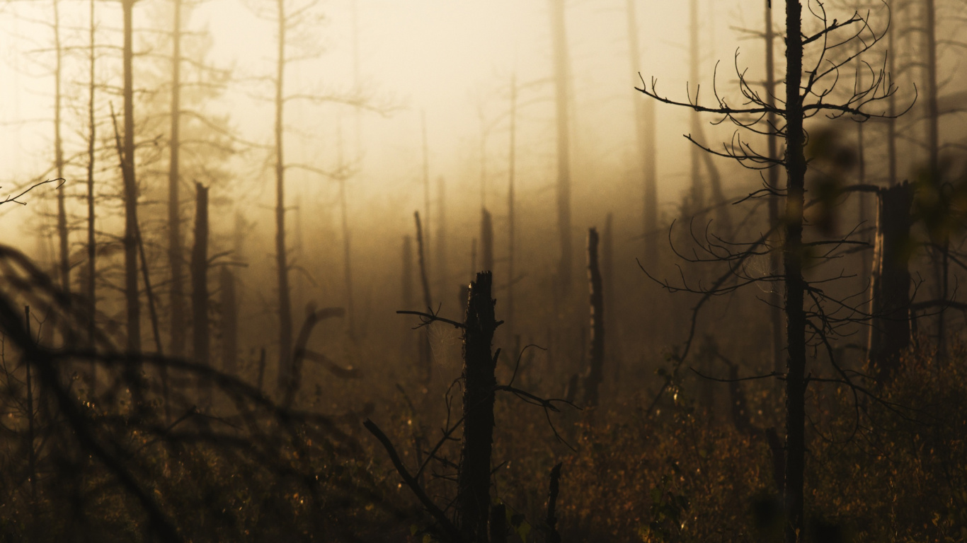 Arbre Sans Feuilles Dans la Forêt. Wallpaper in 1366x768 Resolution