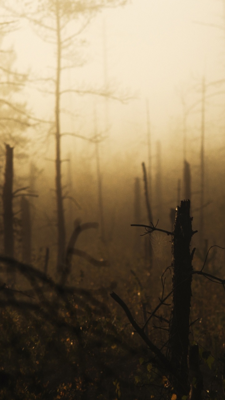 Leafless Tree in The Forest. Wallpaper in 720x1280 Resolution