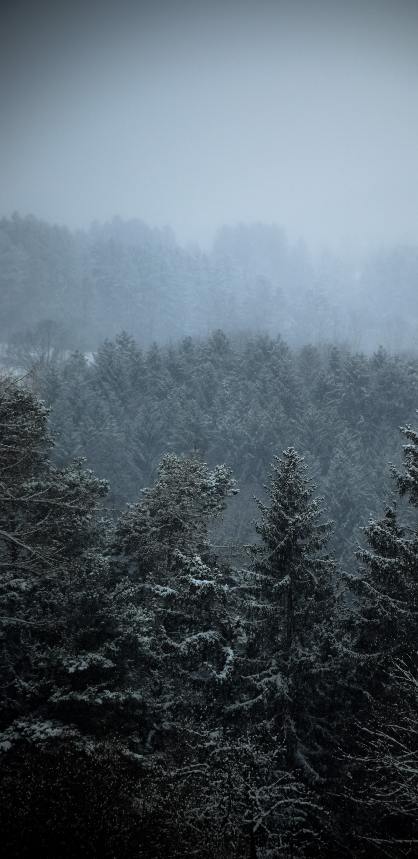 Bridge, Cloud, Atmosphere, Fog, Natural Landscape. Wallpaper in 1440x2960 Resolution