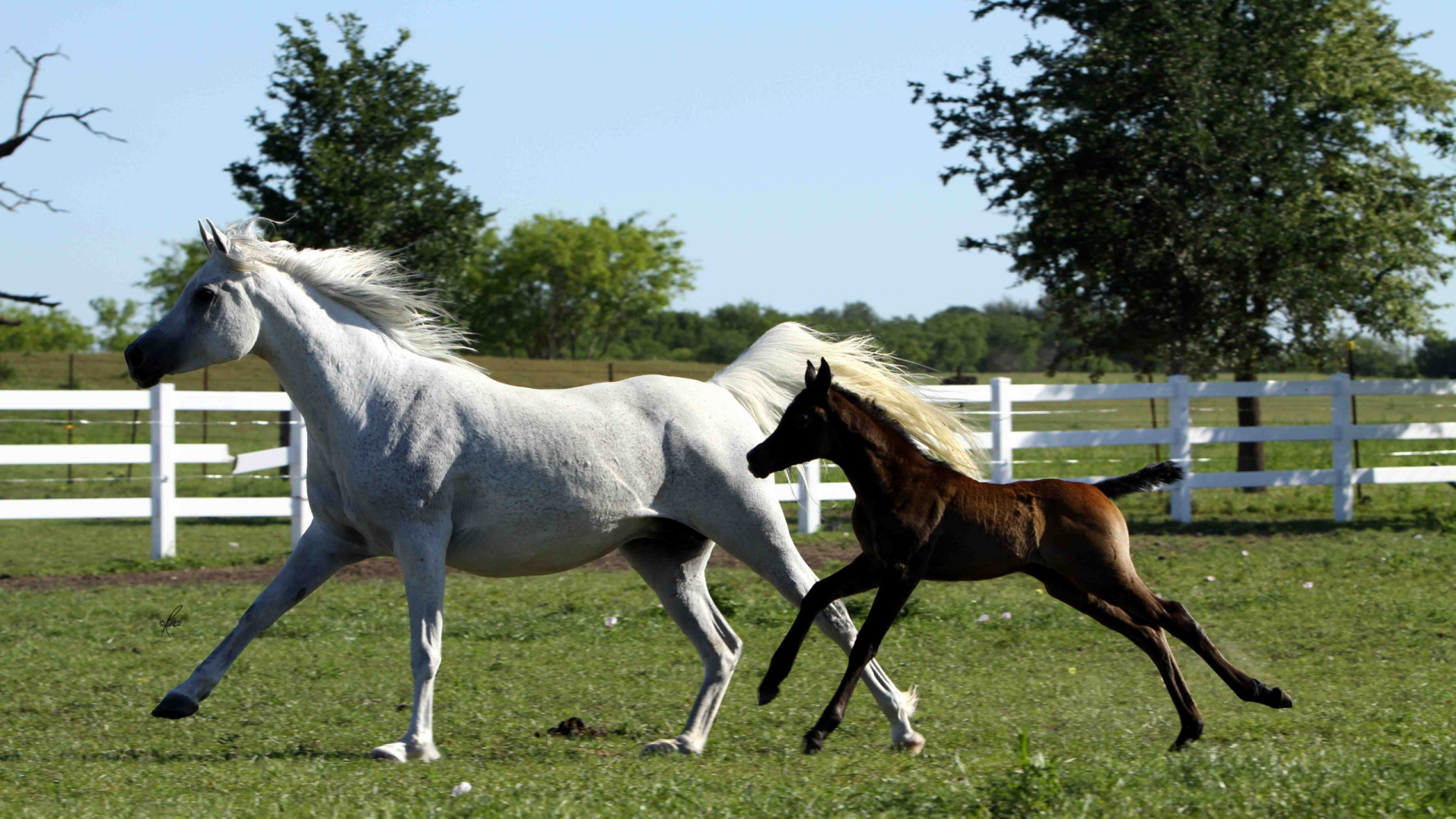 White Horse Running on Green Grass Field During Daytime. Wallpaper in 1920x1080 Resolution
