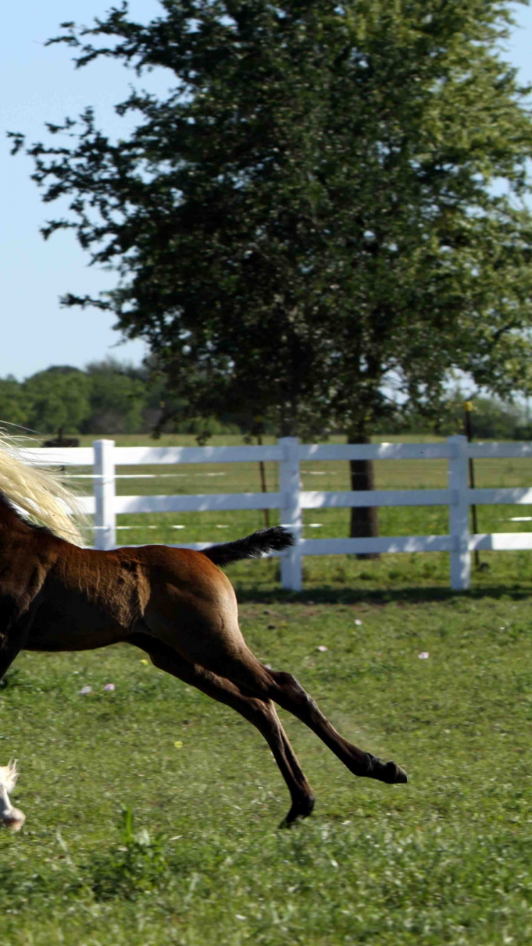 White Horse Running on Green Grass Field During Daytime. Wallpaper in 750x1334 Resolution