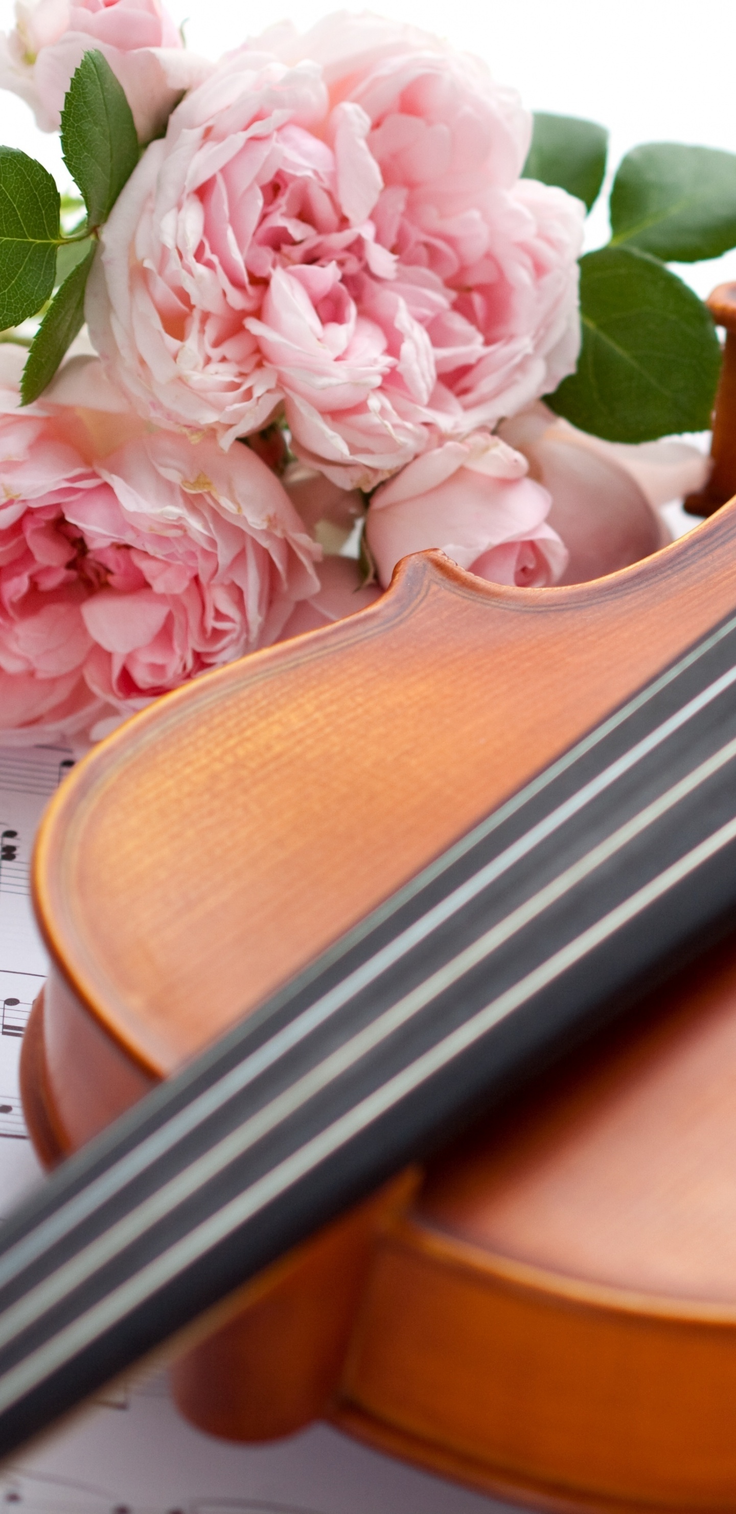 Cello, Violine Familie, Streichinstrument, Viola, Bratschist. Wallpaper in 1440x2960 Resolution