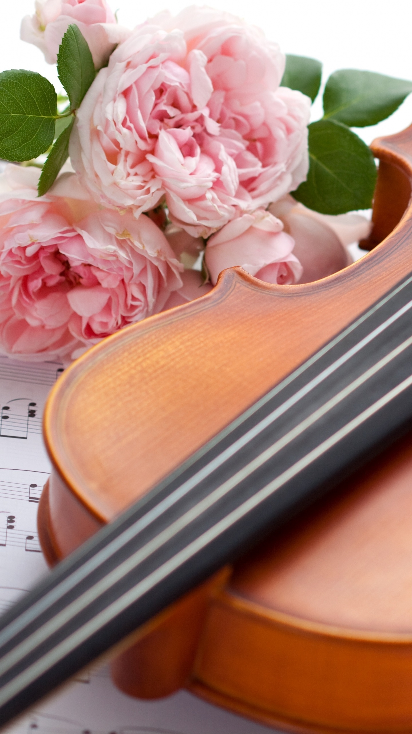 Violonchelo, Instrumento de Cuerda, Instrumento Musical, Familia Del Violín, se Inclinó Instrumento de Cuerda. Wallpaper in 1440x2560 Resolution