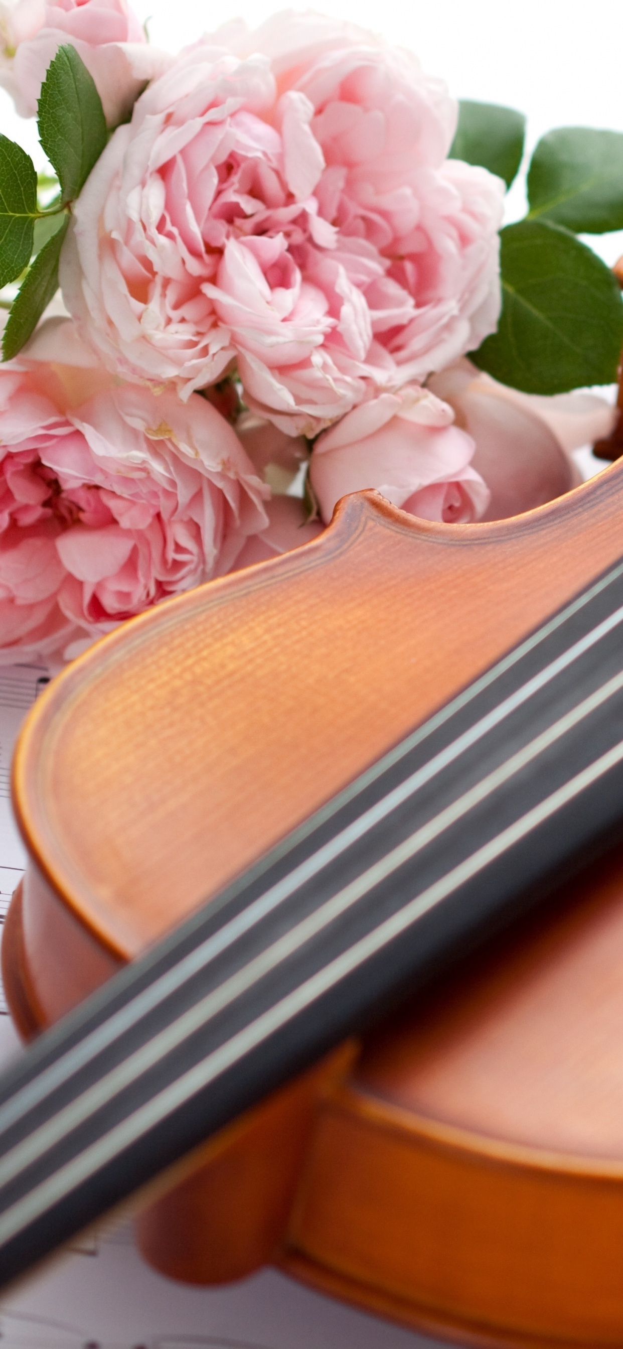 Violin, Cello, String Instrument, Musical Instrument, Violin Family. Wallpaper in 1242x2688 Resolution