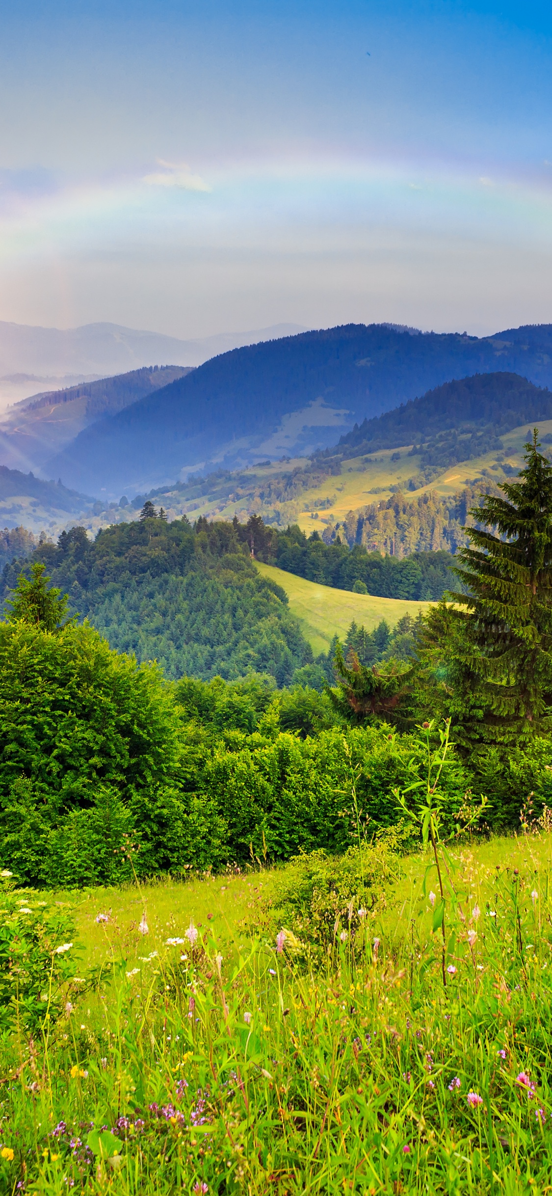 Árboles Verdes en el Campo de Hierba Verde Durante el Día. Wallpaper in 1125x2436 Resolution