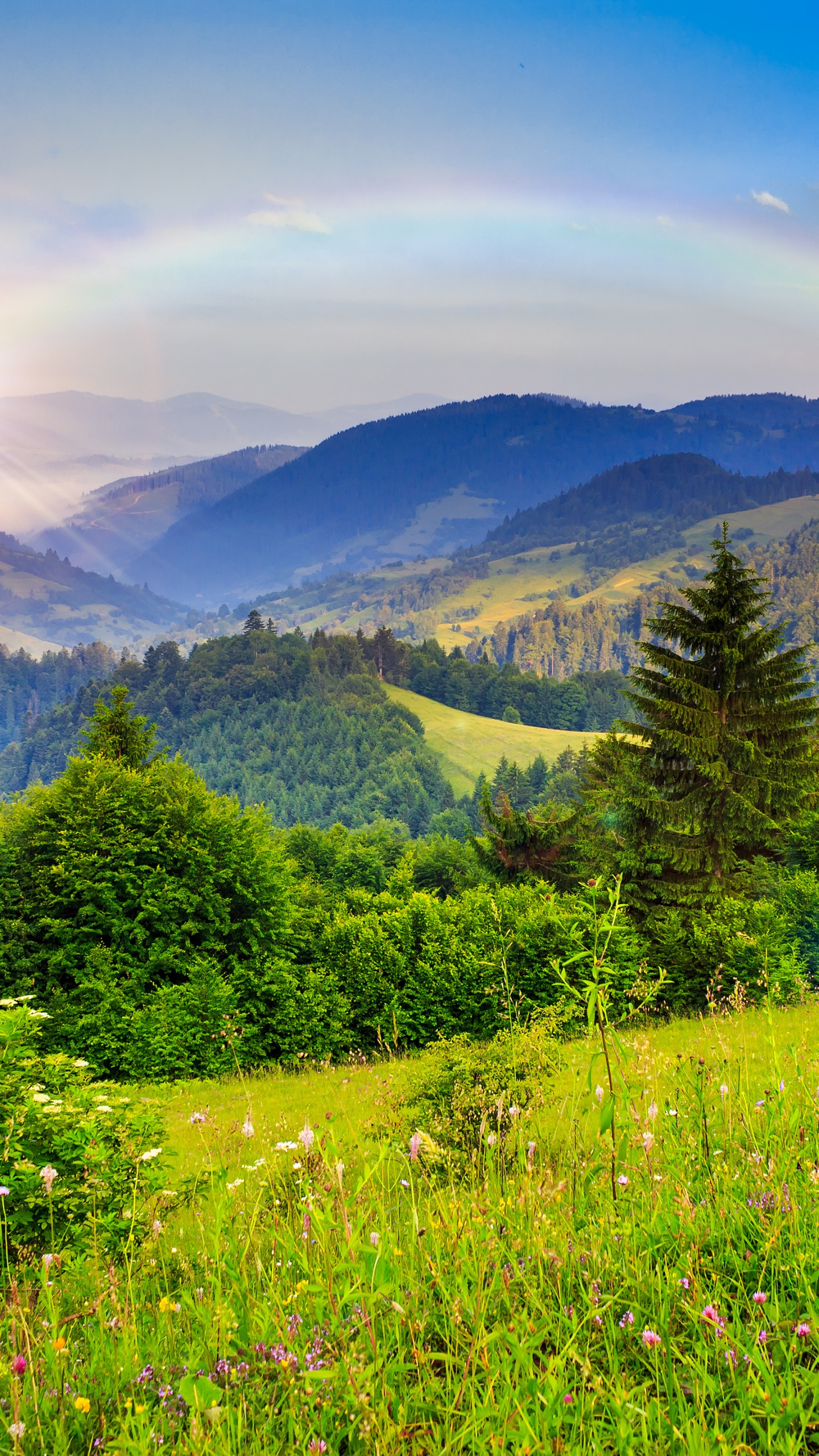 Árboles Verdes en el Campo de Hierba Verde Durante el Día. Wallpaper in 1440x2560 Resolution