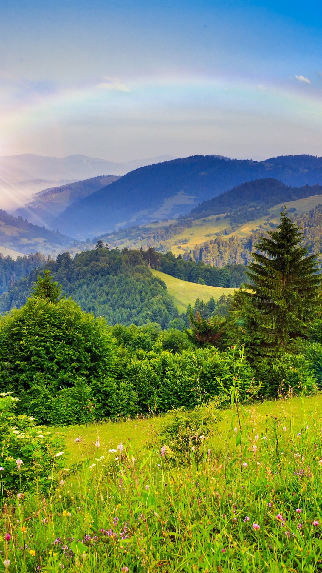 Arbres Verts Sur Terrain D'herbe Verte Pendant la Journée. Wallpaper in 1080x1920 Resolution