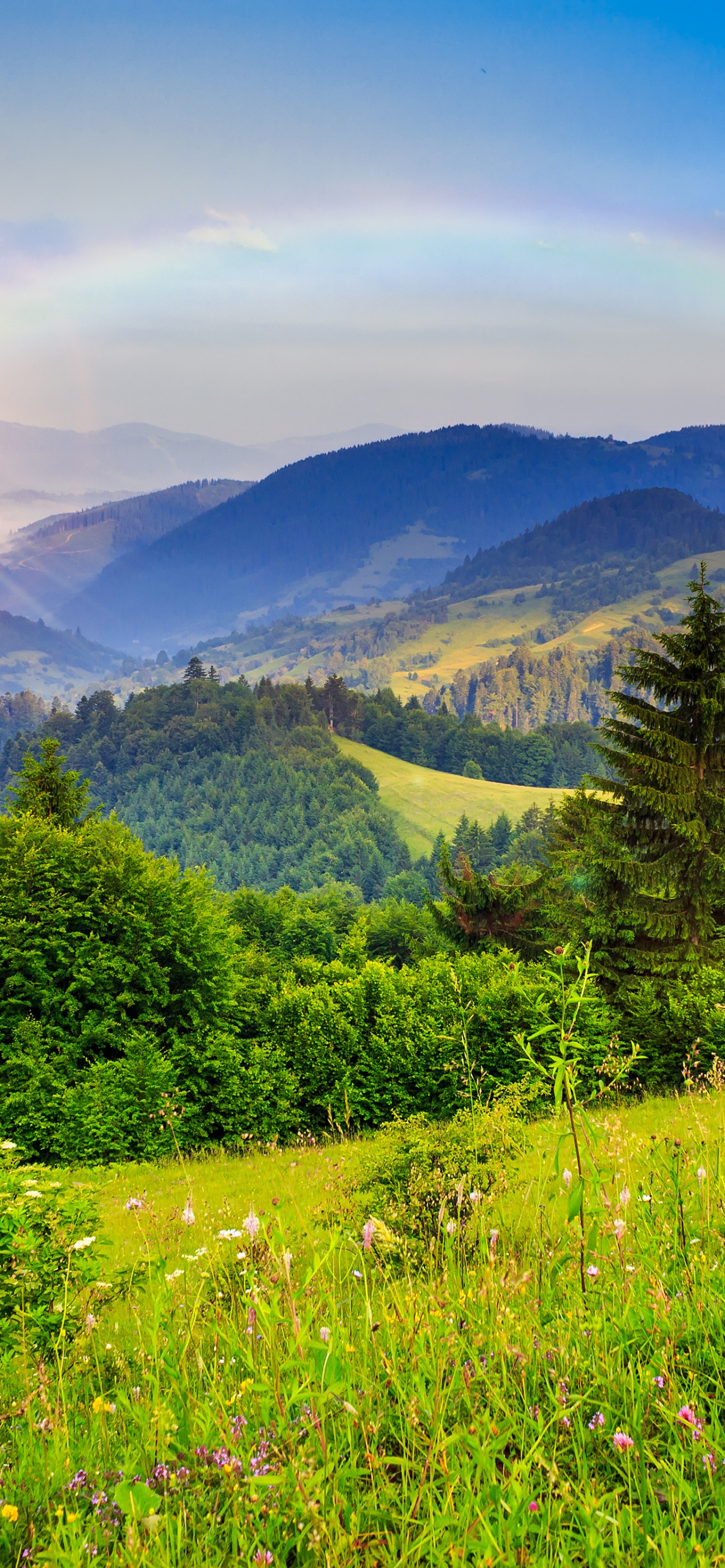 Arbres Verts Sur Terrain D'herbe Verte Pendant la Journée. Wallpaper in 1242x2688 Resolution