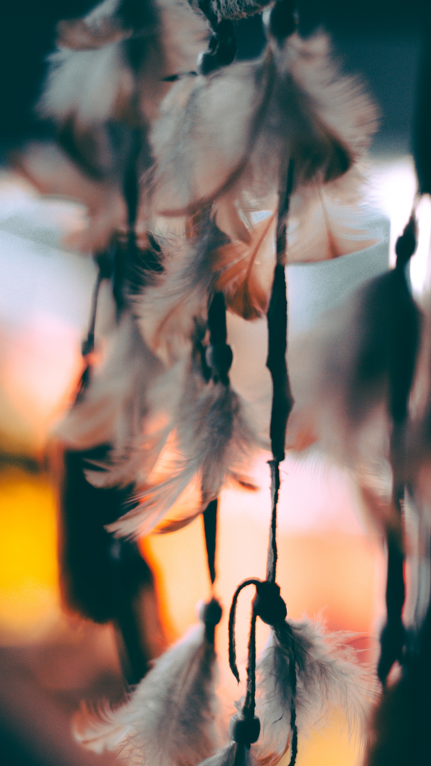 Feder, Blatt, Baum, Branch, Zweig. Wallpaper in 1440x2560 Resolution