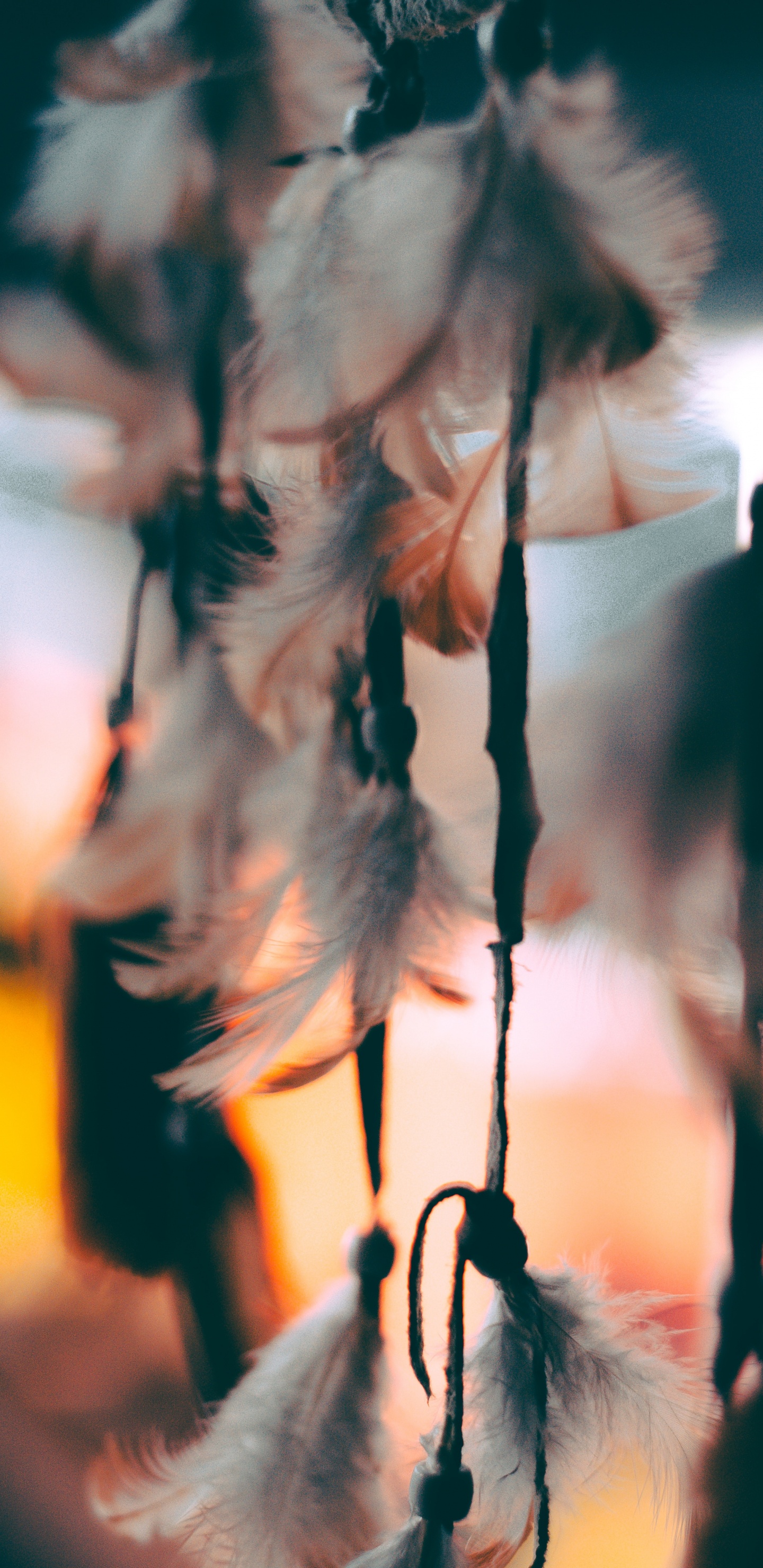 Feather, Leaf, Tree, Branch, Twig. Wallpaper in 1440x2960 Resolution