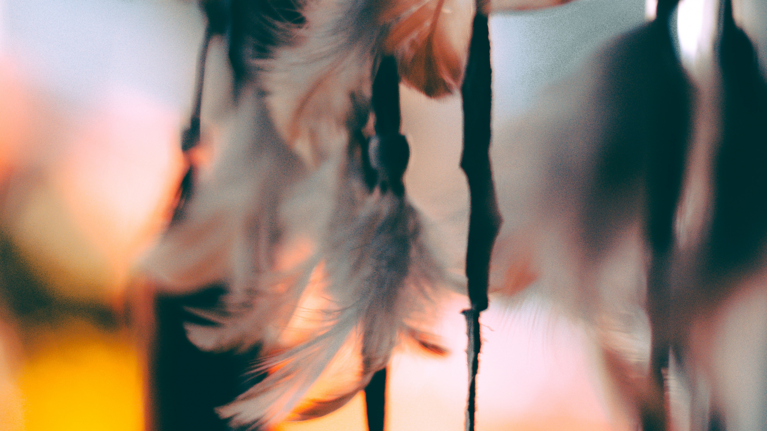 Feather, Leaf, Tree, Branch, Twig. Wallpaper in 2560x1440 Resolution