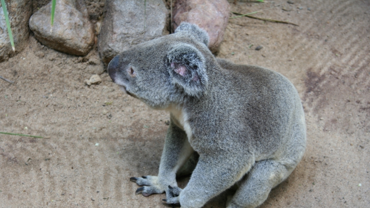 Koala, Terrestrial Animal, Snout, Marsupial, Generation Name. Wallpaper in 1280x720 Resolution