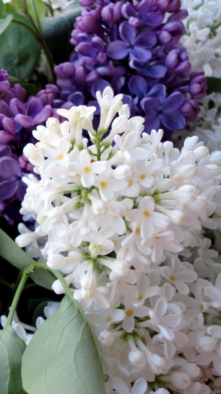 Fleurs Blanches et Violettes Avec Des Feuilles Vertes. Wallpaper in 750x1334 Resolution