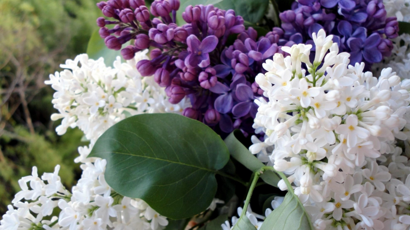 White and Purple Flowers With Green Leaves. Wallpaper in 1366x768 Resolution