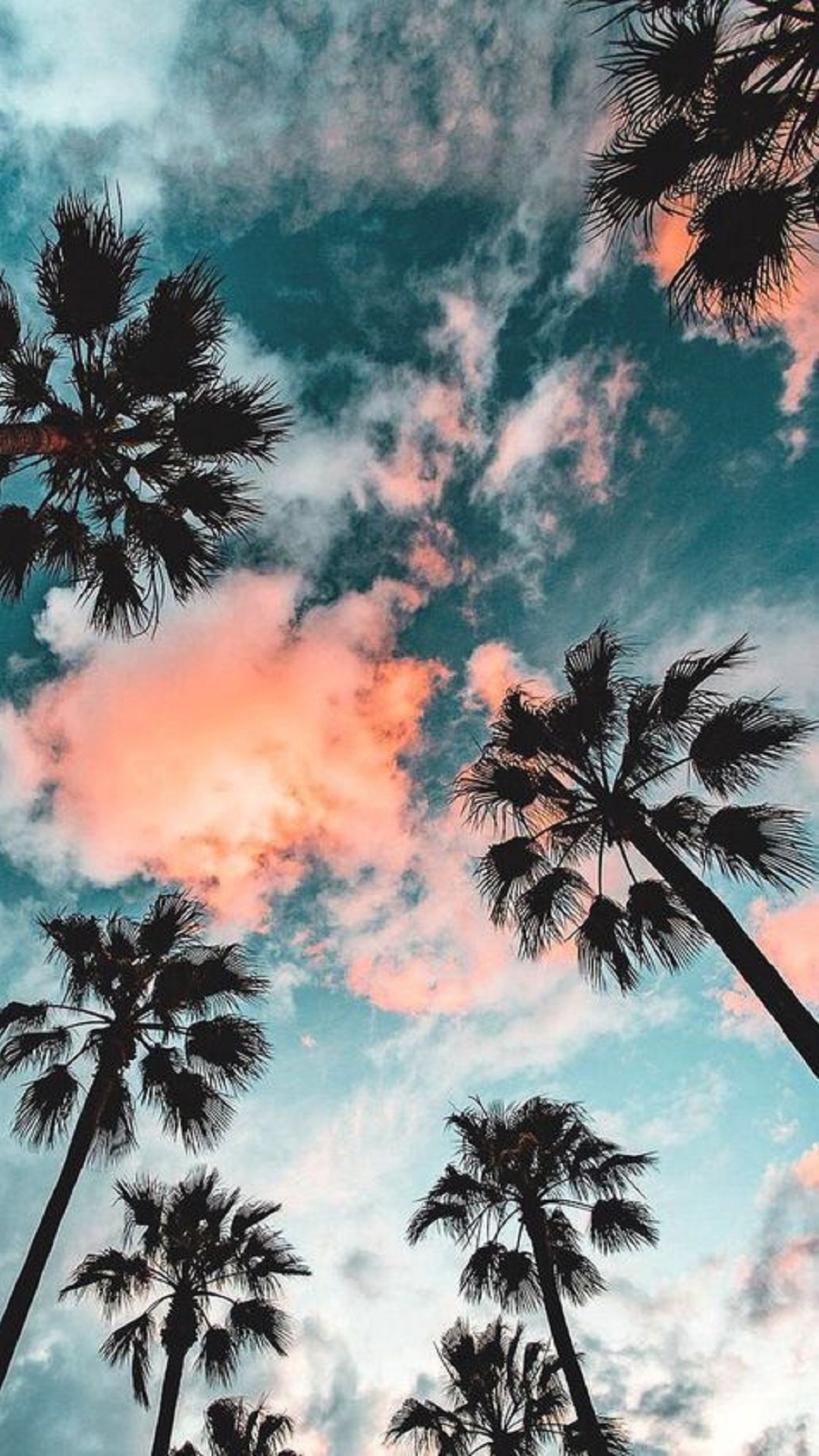 Aesthetic Palm Tree, Table, Palms, Tree, California Palm. Wallpaper in 1080x1920 Resolution