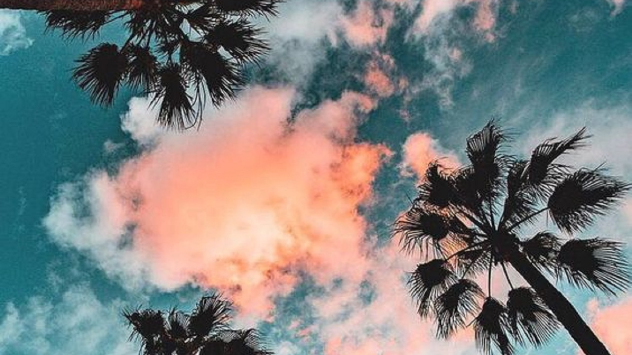 Palmera Estetica, Tabla, Palma, California Palma, Luz. Wallpaper in 1280x720 Resolution