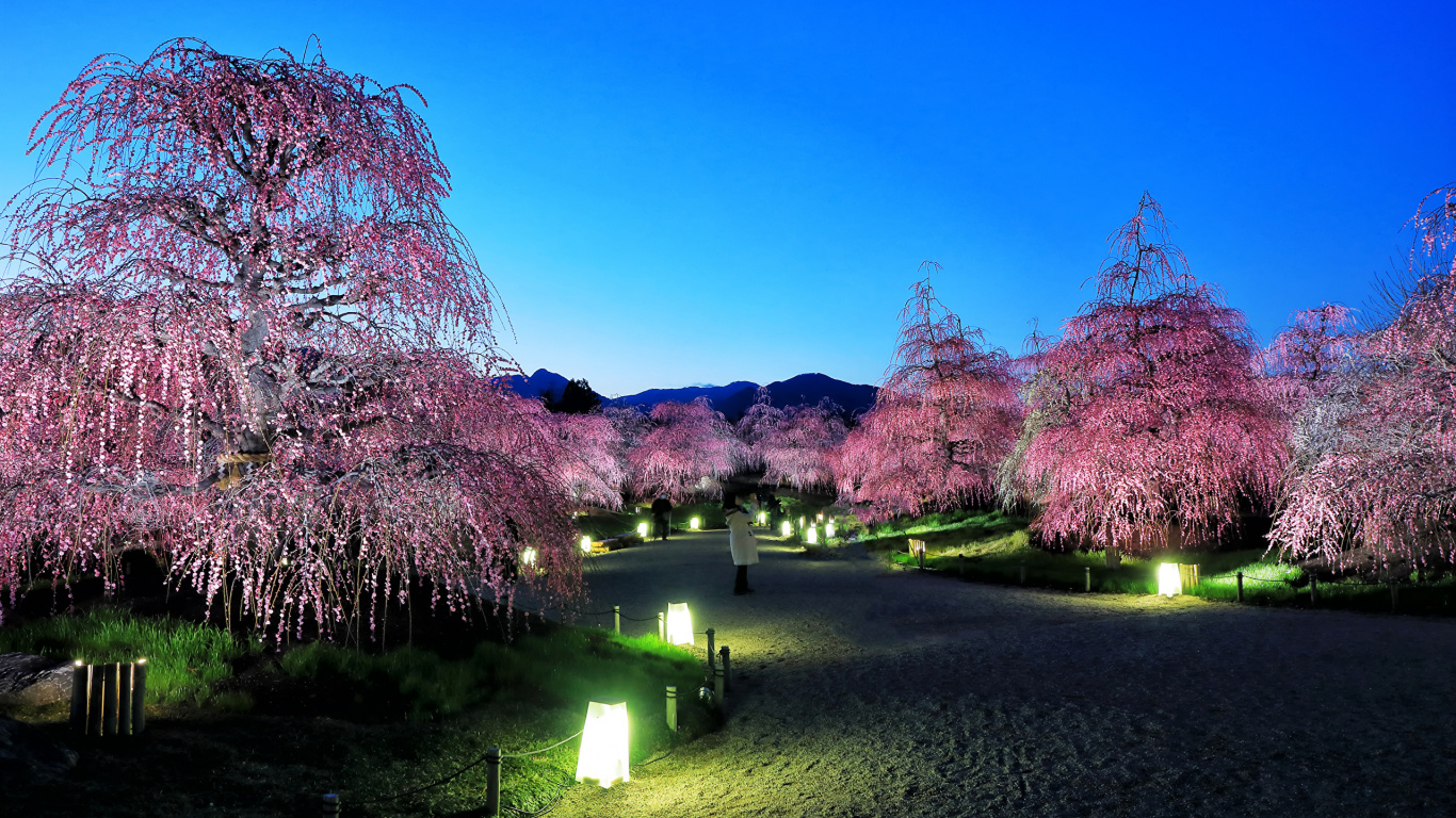 性质, 樱花, 弹簧, 开花, 颜色 壁纸 1366x768 允许