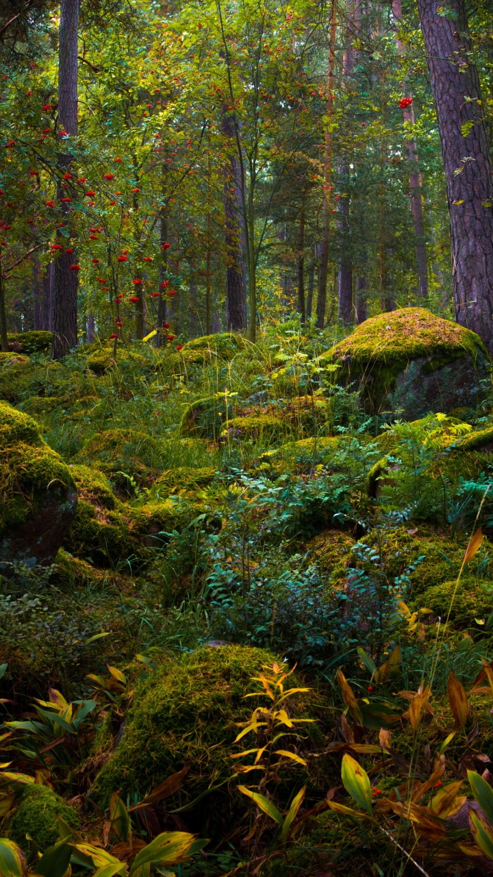 Green Moss on Brown Tree Trunk. Wallpaper in 720x1280 Resolution
