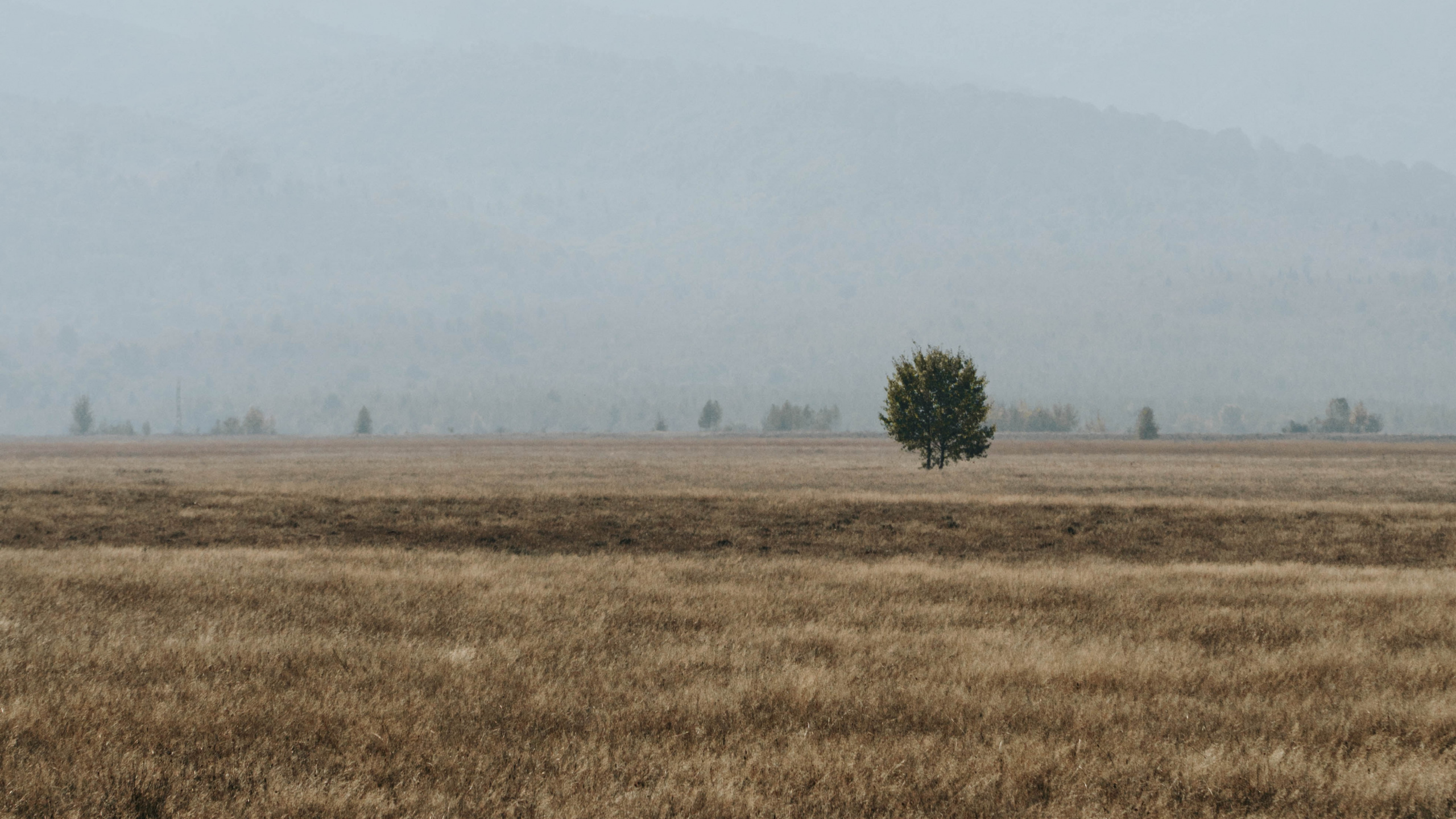 农村地区, 早上, 天空, 生态区, 普通的 壁纸 2560x1440 允许