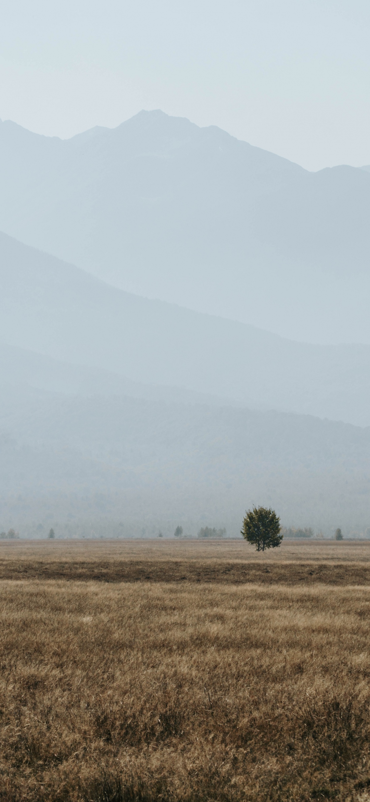 Rural Area, Morning, Tree, National Park, Sky. Wallpaper in 1242x2688 Resolution