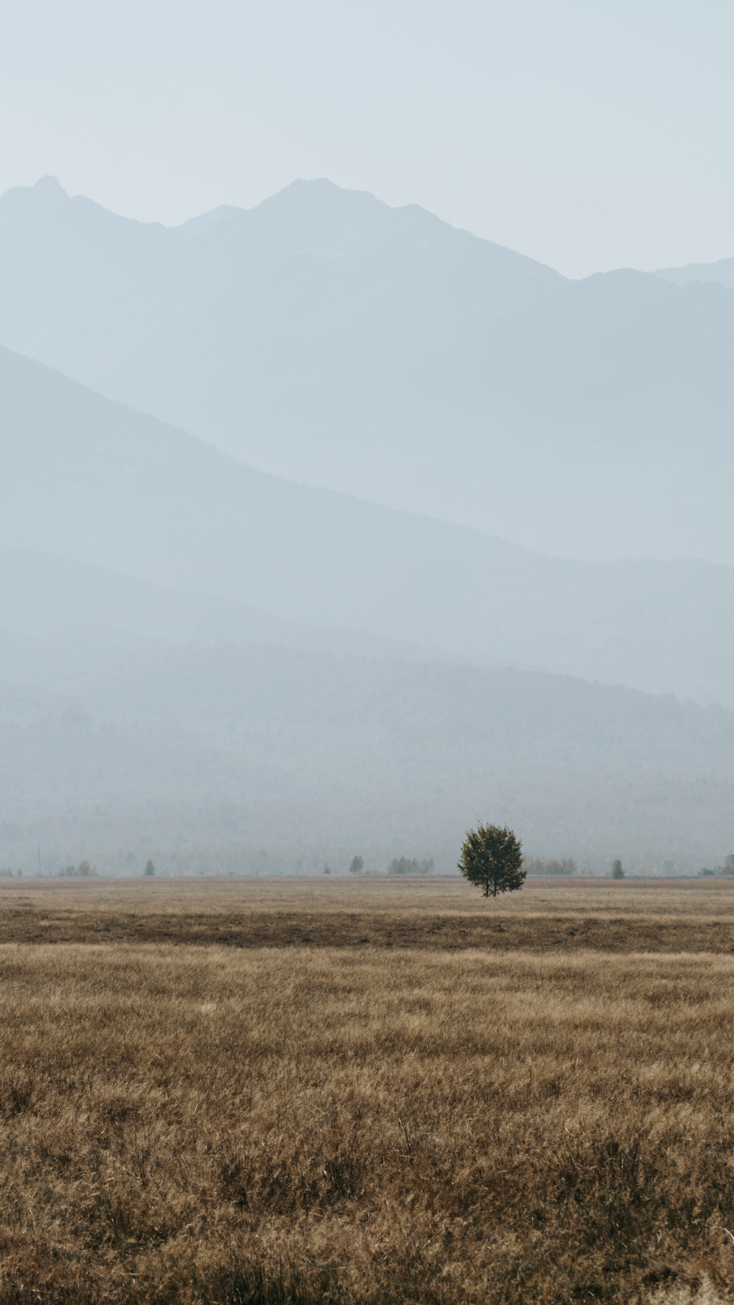 Rural Area, Morning, Tree, National Park, Sky. Wallpaper in 1440x2560 Resolution