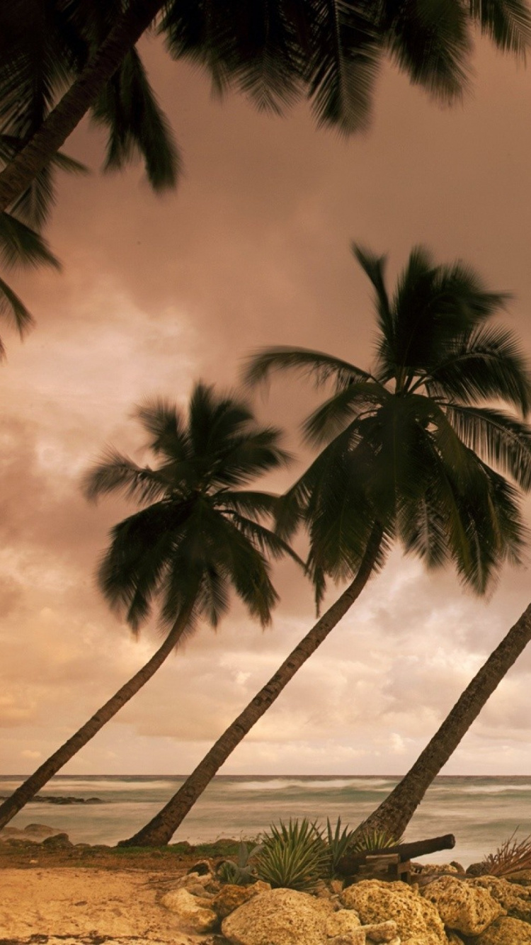 Green Palm Tree Near Body of Water During Daytime. Wallpaper in 750x1334 Resolution