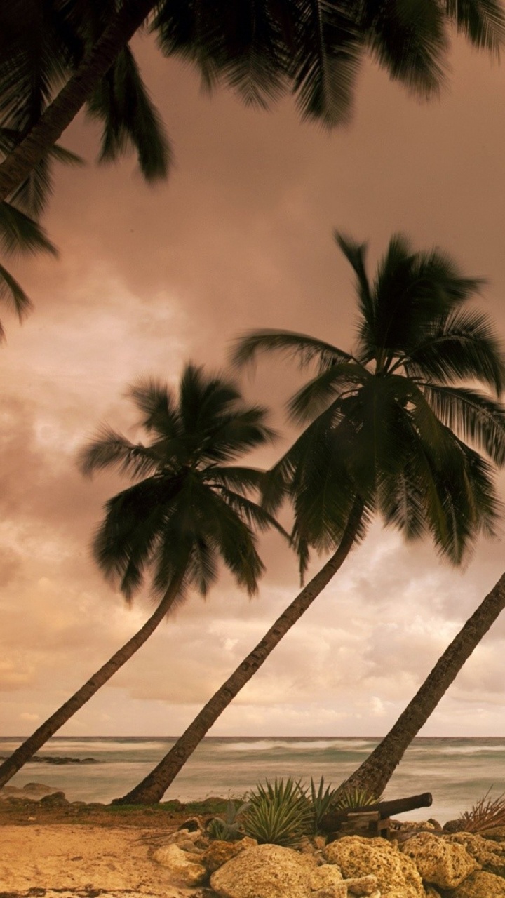 Grüne Palme in Der Nähe Eines Gewässers Tagsüber. Wallpaper in 720x1280 Resolution