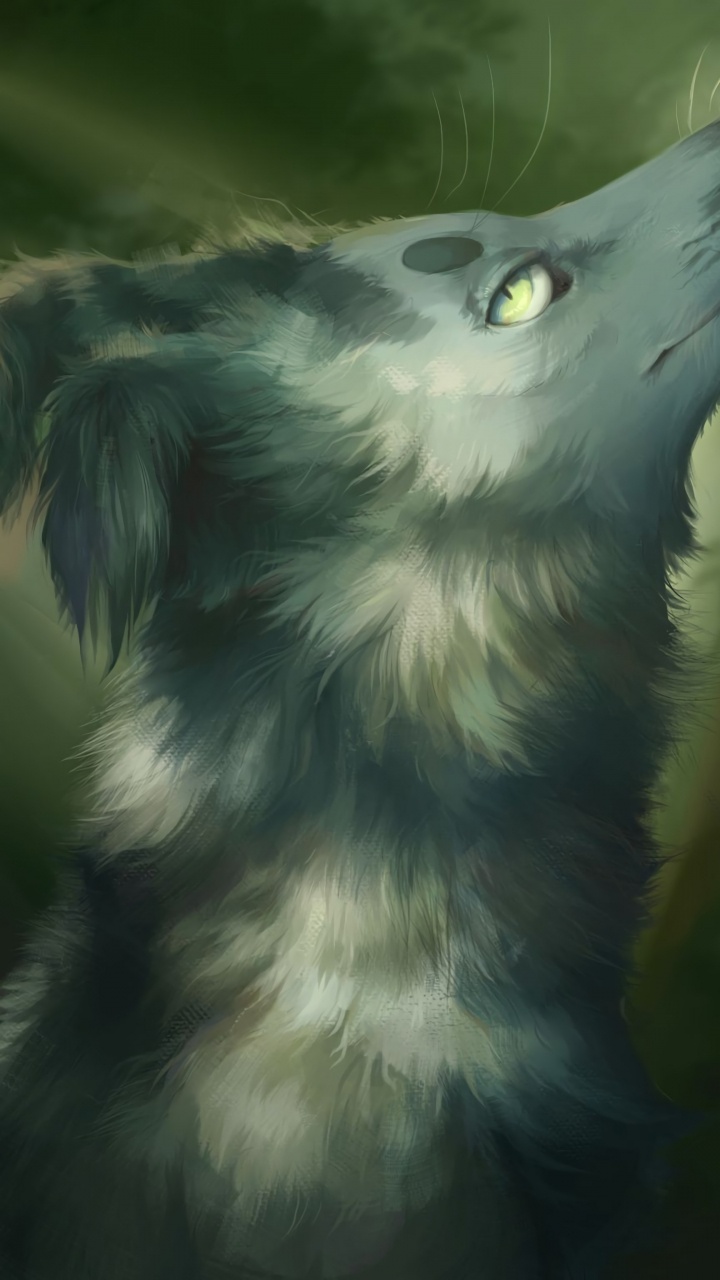 Weiße Und Schwarze Langfellkatze. Wallpaper in 720x1280 Resolution