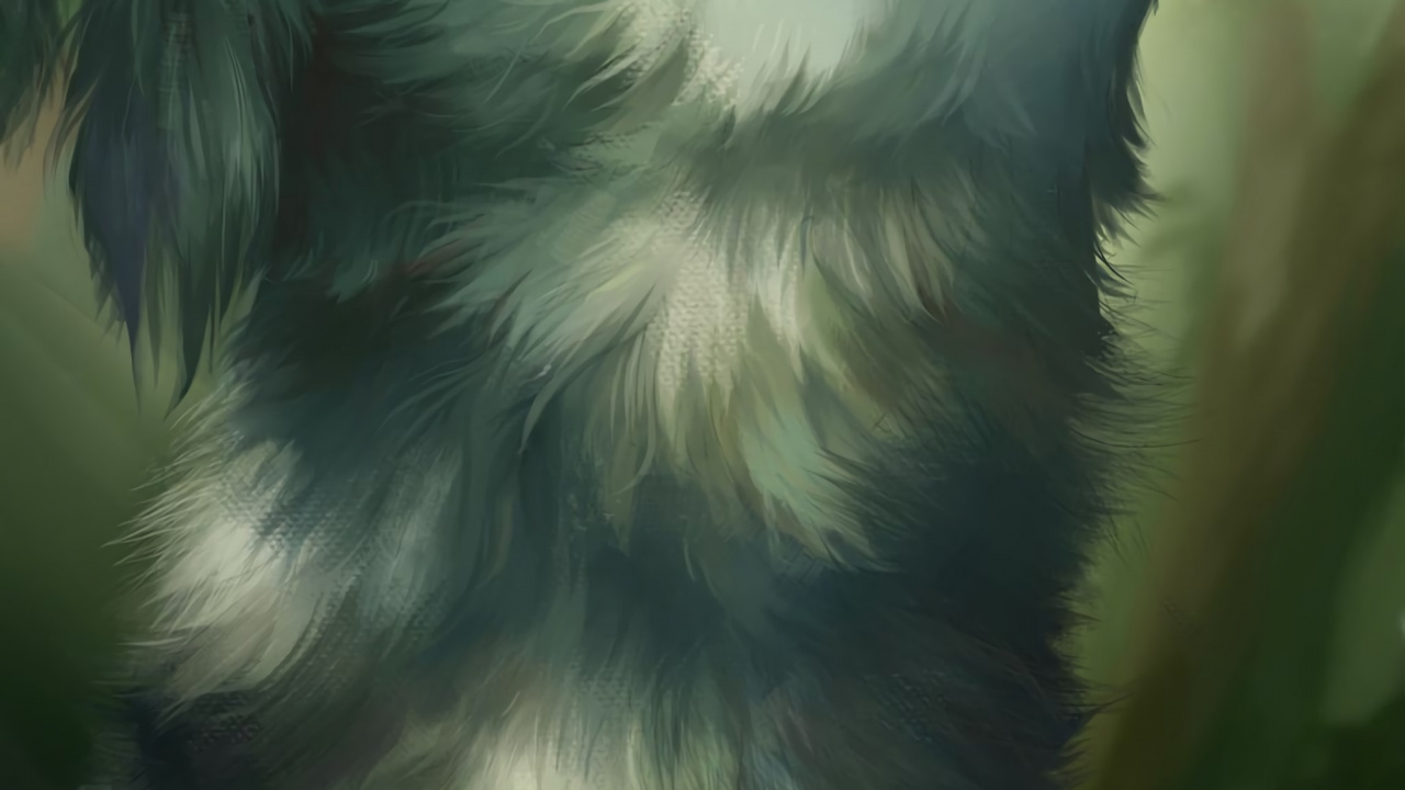 White and Black Long Fur Cat. Wallpaper in 1280x720 Resolution