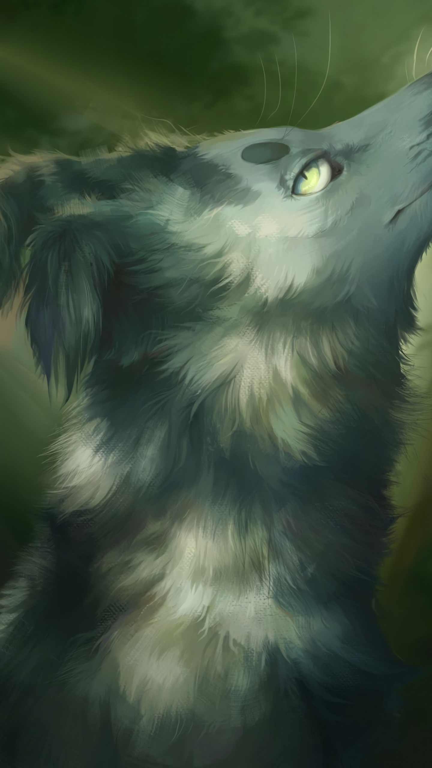 White and Black Long Fur Cat. Wallpaper in 1440x2560 Resolution