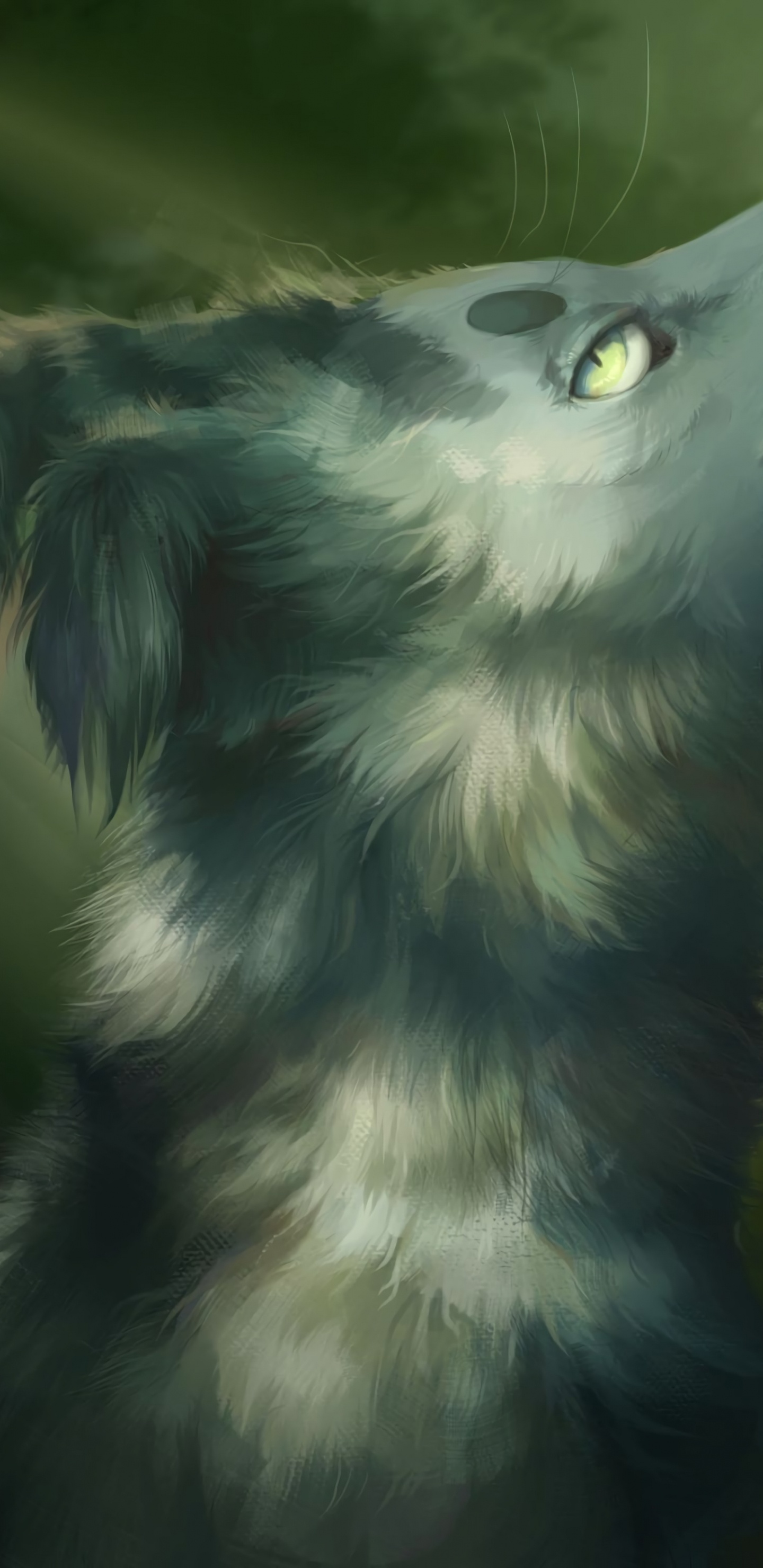 White and Black Long Fur Cat. Wallpaper in 1440x2960 Resolution