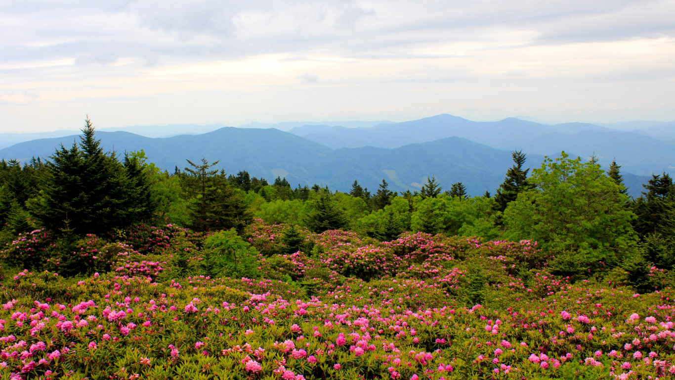 Purple Flower Field Near Green Trees and Mountains During Daytime. Wallpaper in 1366x768 Resolution