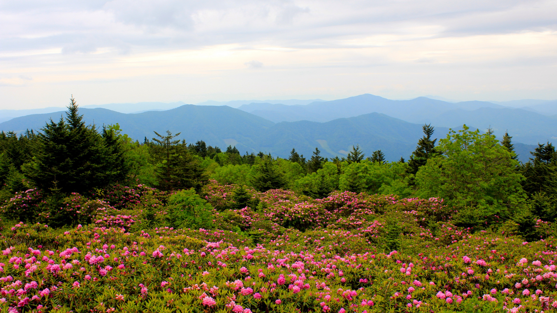 Purple Flower Field Near Green Trees and Mountains During Daytime. Wallpaper in 1920x1080 Resolution
