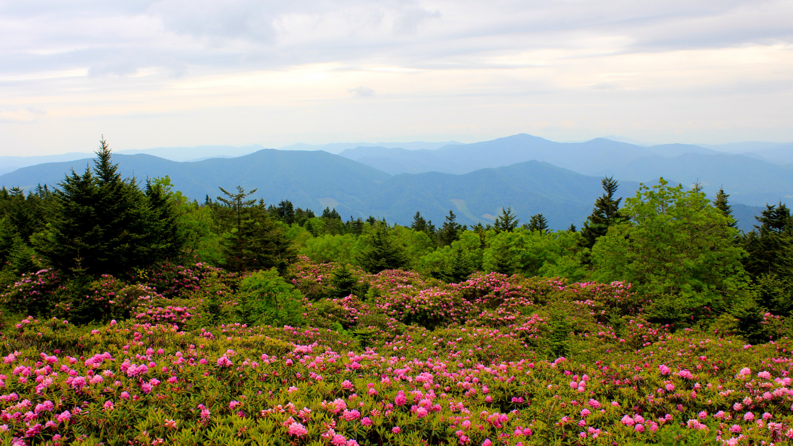 Purple Flower Field Near Green Trees and Mountains During Daytime. Wallpaper in 2560x1440 Resolution