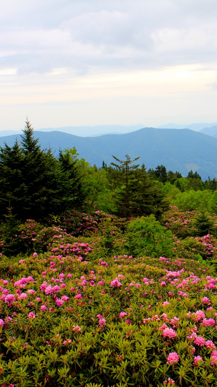 Purple Flower Field Near Green Trees and Mountains During Daytime. Wallpaper in 720x1280 Resolution
