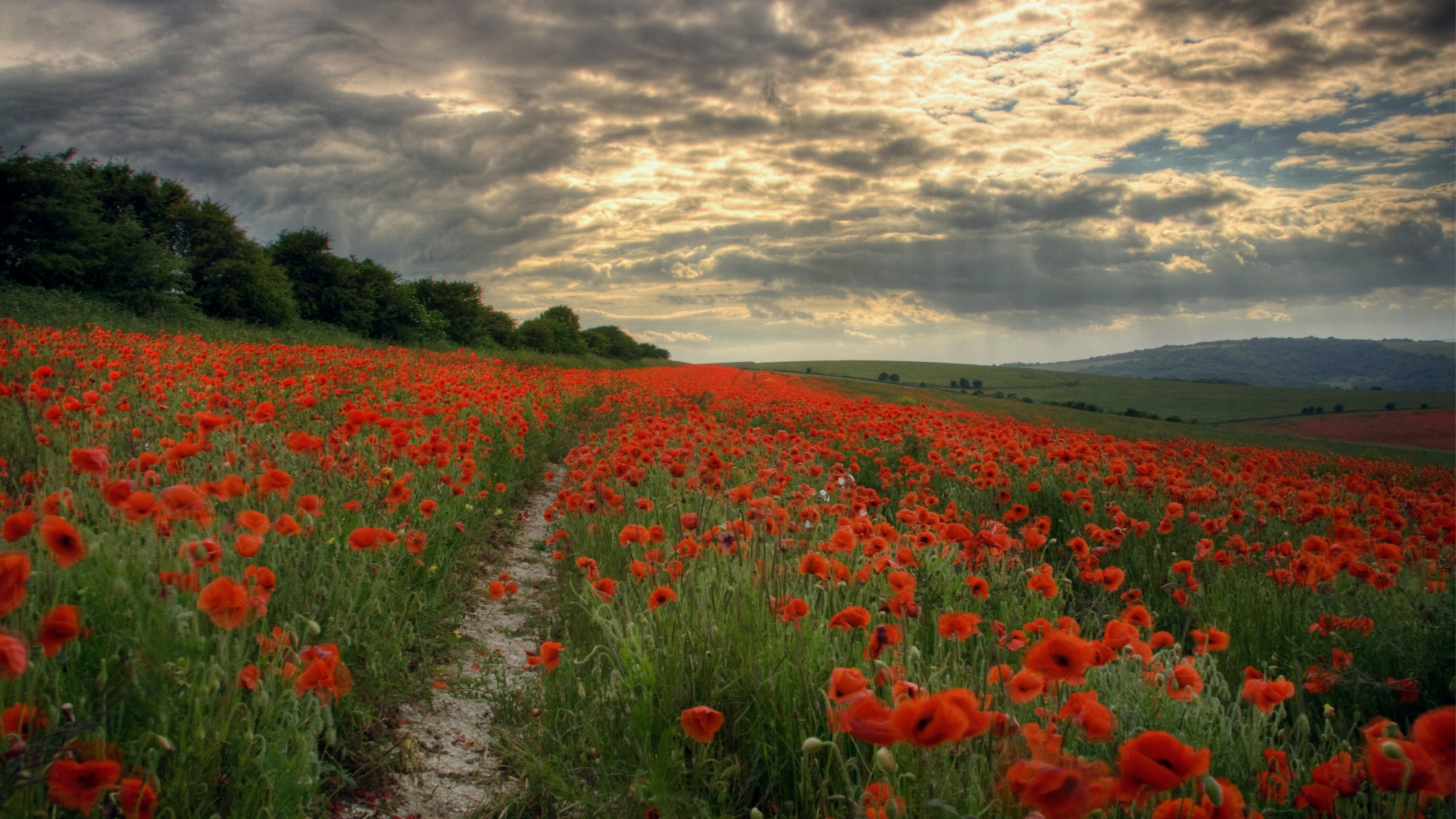 Red Flower Field Under Cloudy Sky During Daytime. Wallpaper in 2560x1440 Resolution
