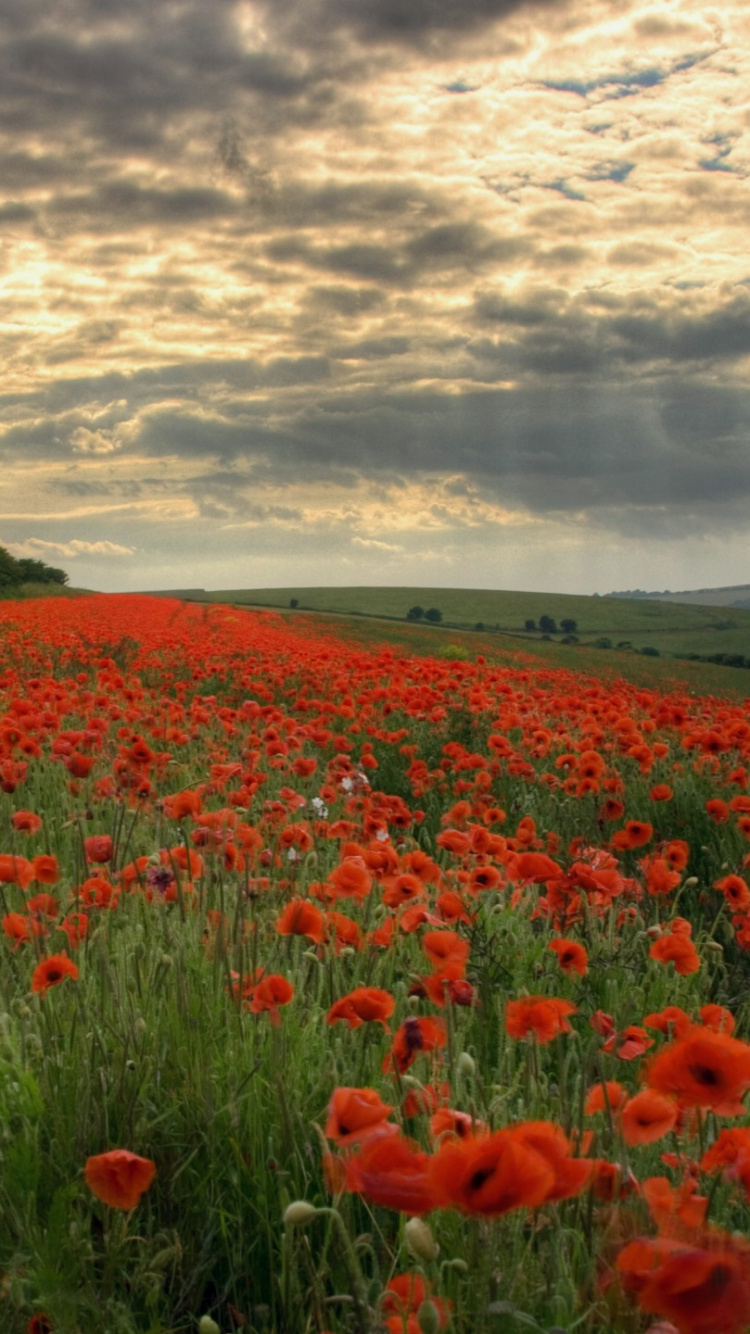 Red Flower Field Under Cloudy Sky During Daytime. Wallpaper in 750x1334 Resolution