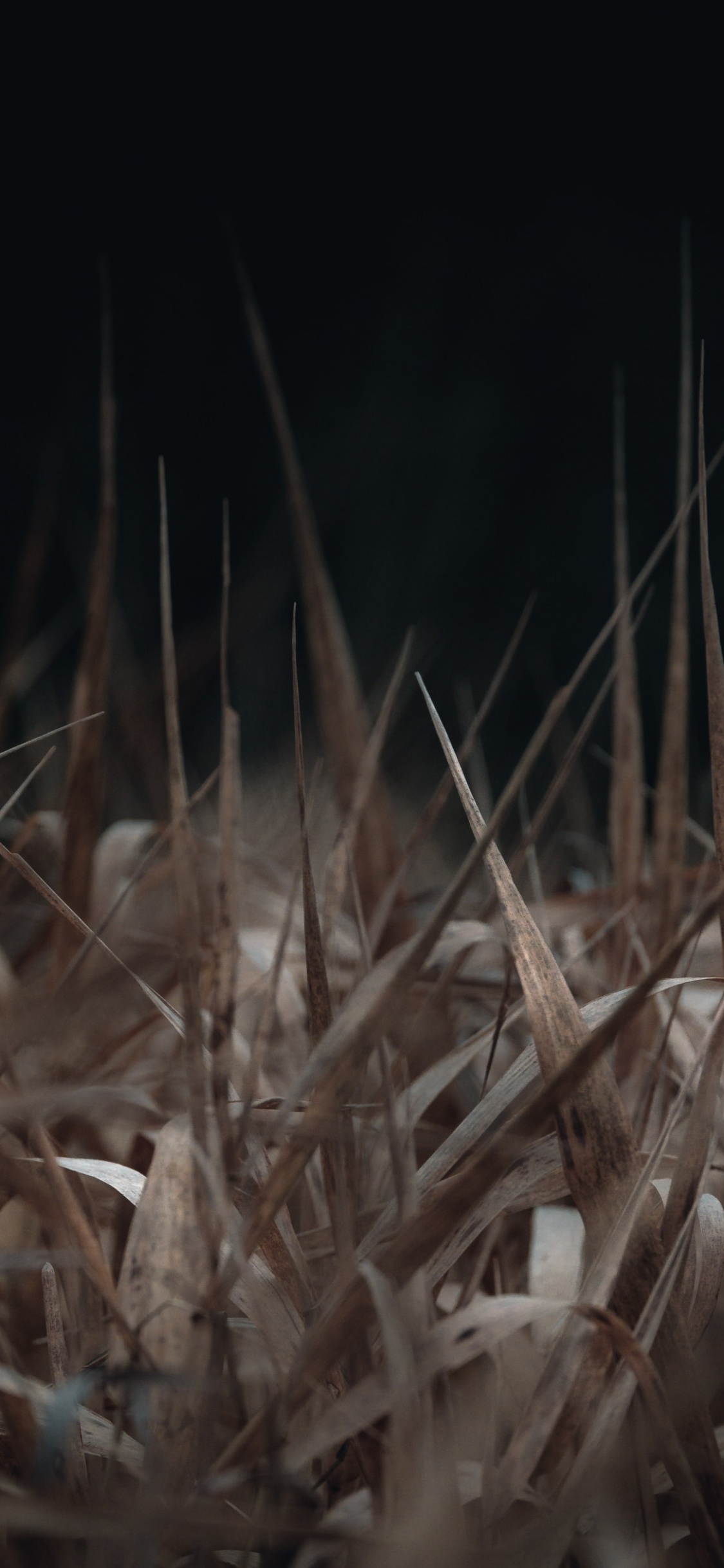 草, 树枝, 草家庭, 关闭了, 稻草 壁纸 1125x2436 允许