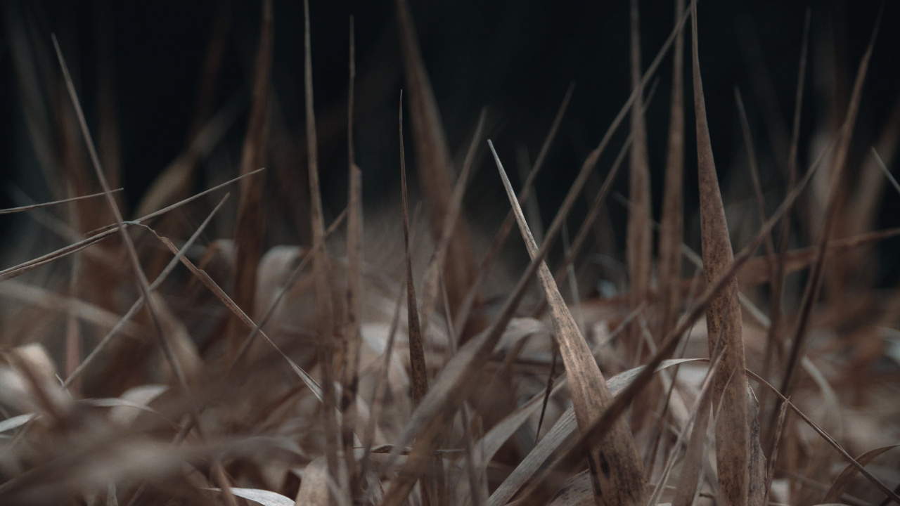 草, 树枝, 草家庭, 关闭了, 稻草 壁纸 1280x720 允许