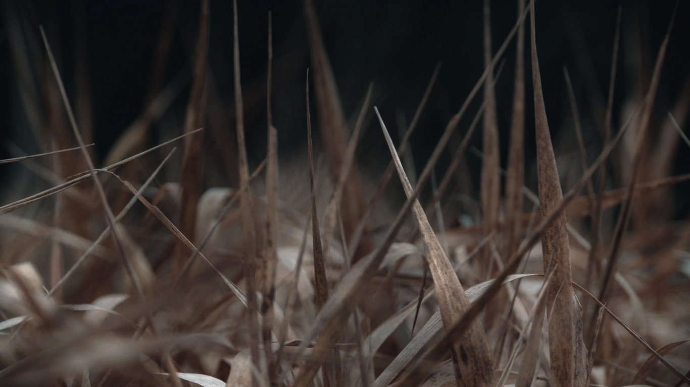 草, 树枝, 草家庭, 关闭了, 稻草 壁纸 1366x768 允许