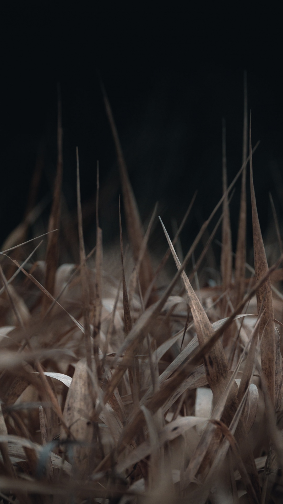 Weiße Blumen in Nahaufnahme. Wallpaper in 1080x1920 Resolution