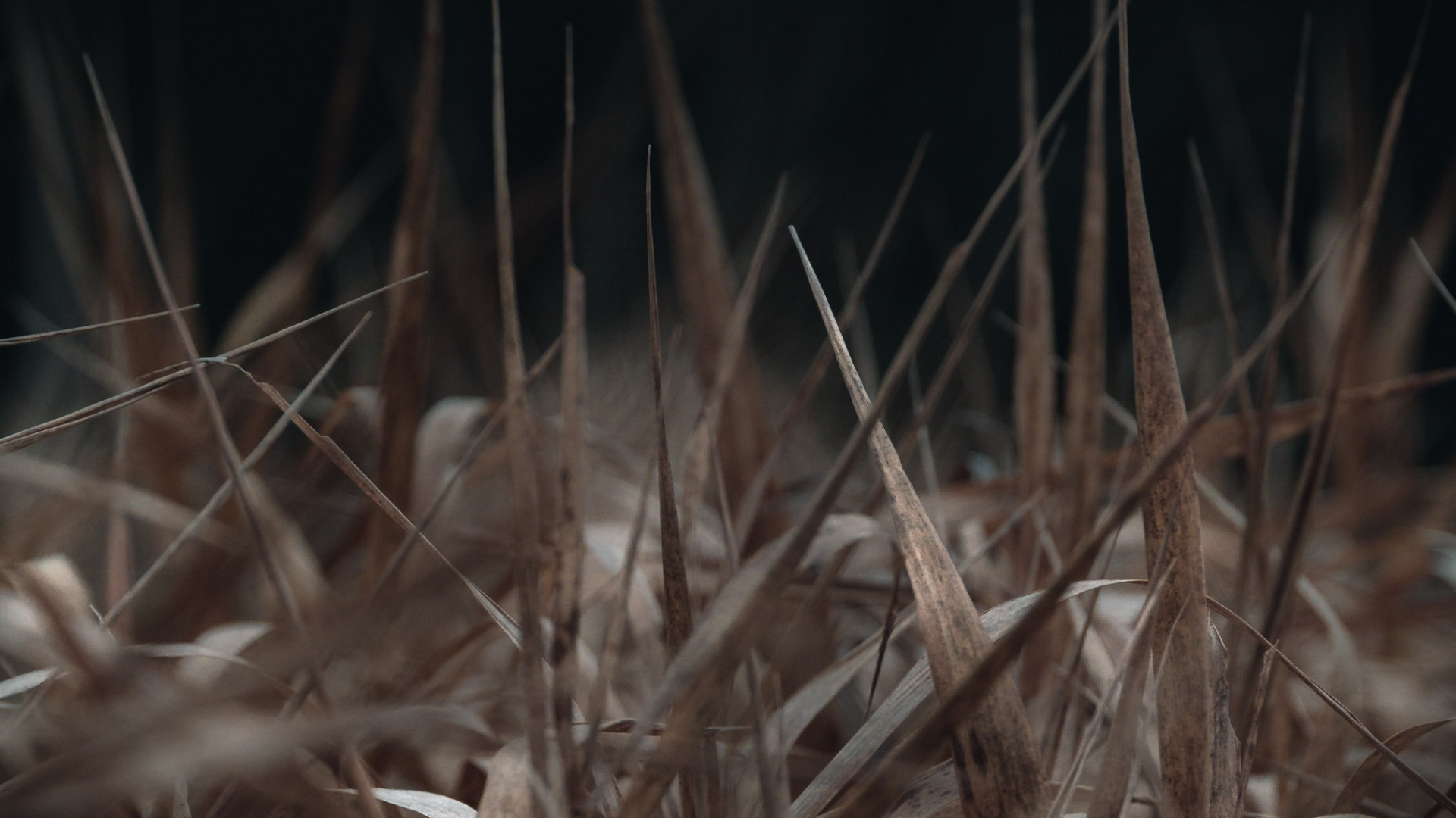 Fleurs Blanches en Gros Plan. Wallpaper in 1920x1080 Resolution